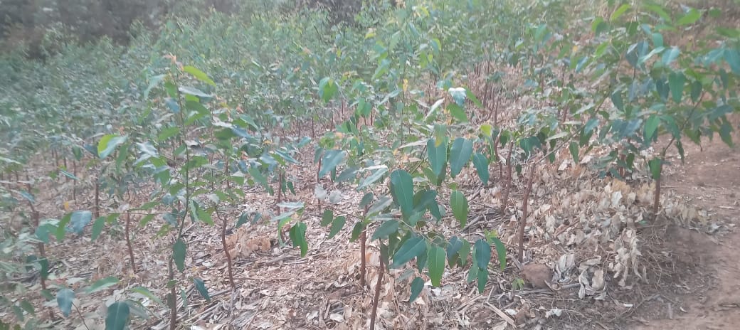 Mather garden for cloned Eucalyptus
