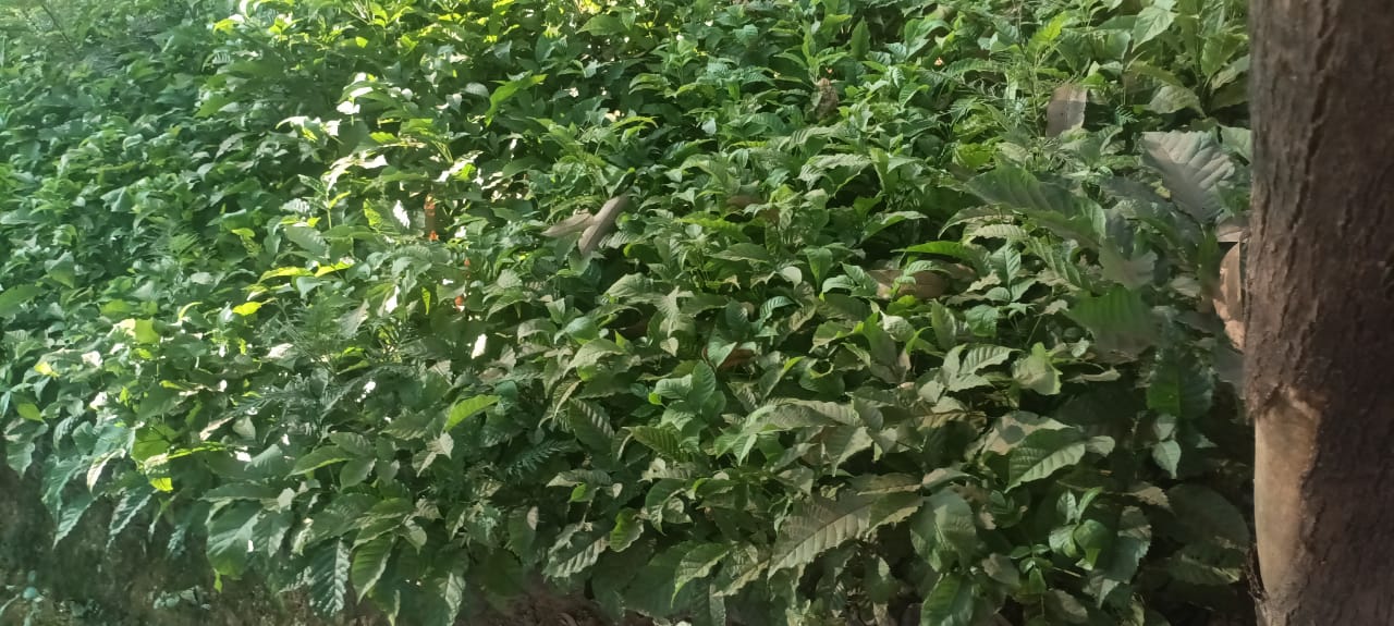 Markhamia luthea (Imisave) seedlings
