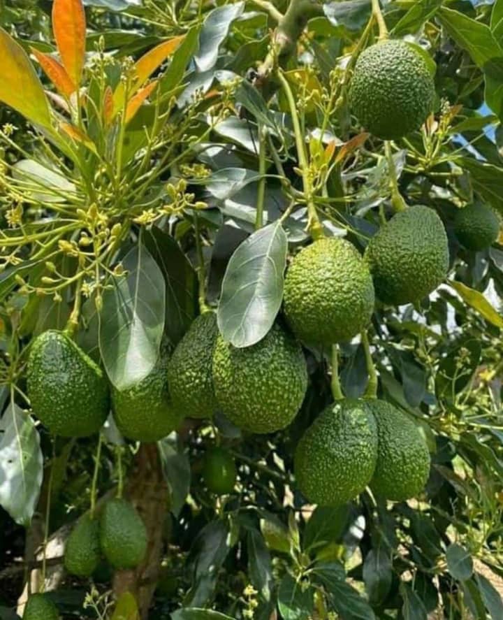 Fruit tree planted from the NHSP grafted seedling